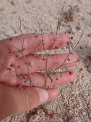 Eriogonum maculatum