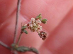 Eriogonum maculatum