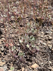 Eriogonum vimineum