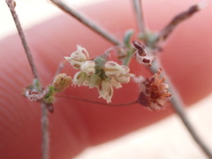 Eriogonum maculatum