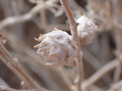 Procecidochares kristineae