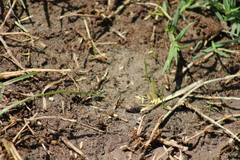 Stenodynerus anormis