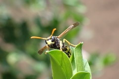 Polistes dominula