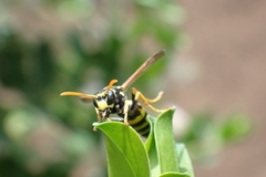 Polistes dominula