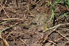 Stenodynerus anormis