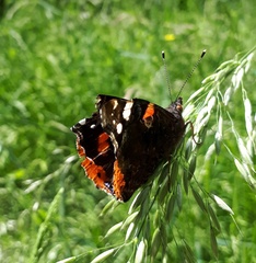 Vanessa atalanta