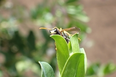 Polistes dominula