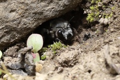 Anthophora pacifica