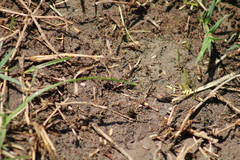 Stenodynerus anormis