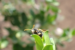 Polistes dominula