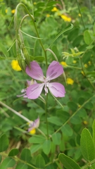 Clarkia biloba brandegeeae
