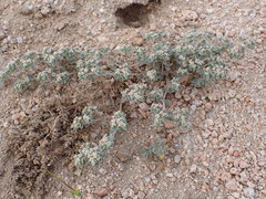 Euphorbia vallis-mortae