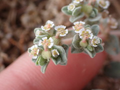 Euphorbia vallis-mortae