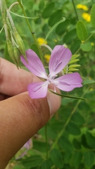 Clarkia biloba brandegeeae
