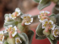 Euphorbia vallis-mortae