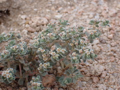 Euphorbia vallis-mortae