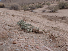 Euphorbia vallis-mortae