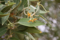 Leptadenia lanceolata