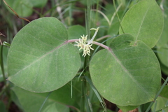 Leptadenia lanceolata