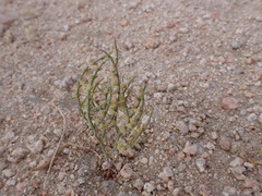 Eriogonum nidularium