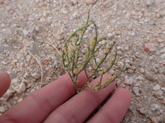 Eriogonum nidularium
