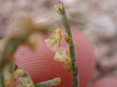 Eriogonum nidularium