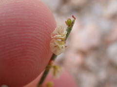 Eriogonum nidularium