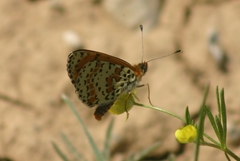 Melitaea didyma