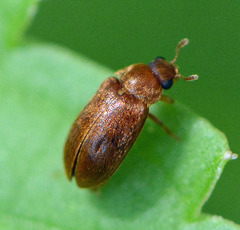 Byturus unicolor