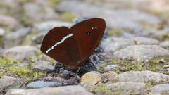 Lymanopoda albocincta