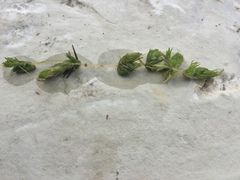 Ceratophyllum