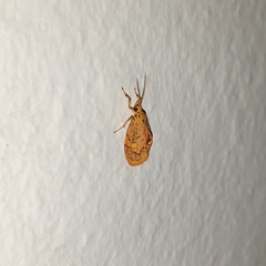 Abrochocis esperanza