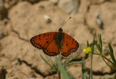Melitaea didyma
