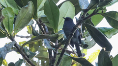 Diglossa caerulescens