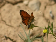 Melitaea didyma
