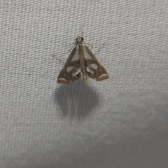 Chrysendeton imitabilis
