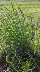 Agropyron fragile