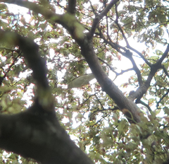 Phylloscopus examinandus