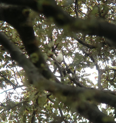 Phylloscopus examinandus