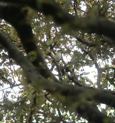 Phylloscopus examinandus