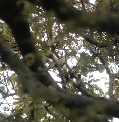 Phylloscopus examinandus