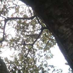 Phylloscopus examinandus