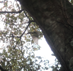 Phylloscopus examinandus