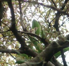 Phylloscopus examinandus