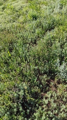 Eremopyrum orientale