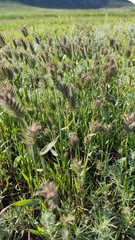 Eremopyrum orientale