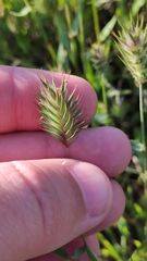 Eremopyrum orientale