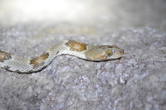 Trimorphodon vilkinsonii