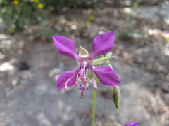 Clarkia rhomboidea