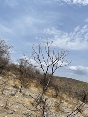 Conzattia multiflora